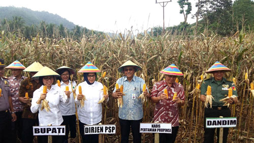 Foto: Bupati Bolmong Dra, Hj. Yasti Soepredjo Mokoagow Bersama Direktur Jendral (Ditjen) Prasarana dan Sarana Pertanian Kementerian Pertanian Repubilik Indonesia (RI). Pending Dadih Permana. Wali Kota Kotamobagu Ir. Hj. Tatong Bara. Kepala Dinas Pertanian Provinsi Sulut. Dandim 1303 Bolmong. Saat Panen Jagung Bersama